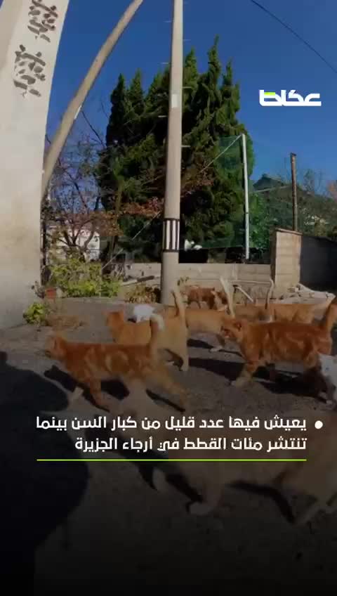 جزيرة يابانية سكانها القطط