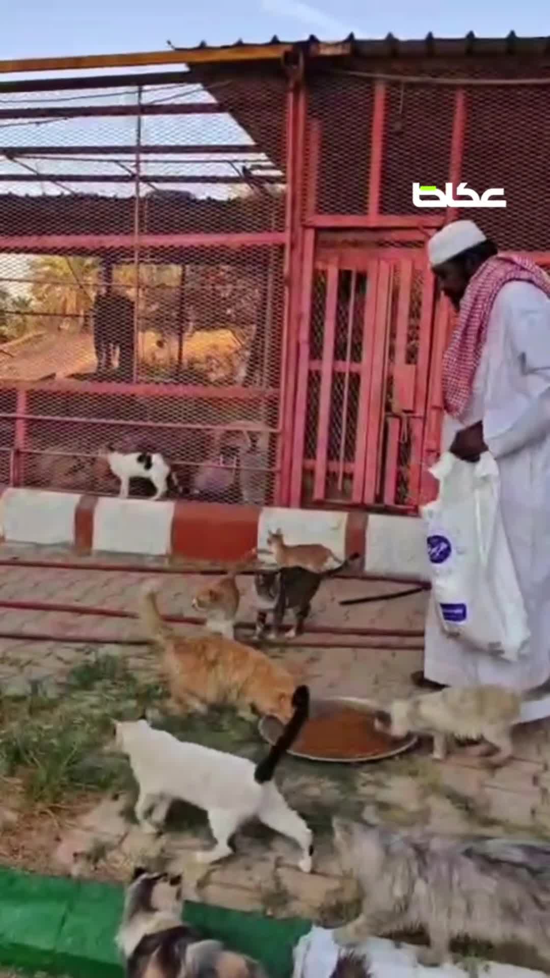 مواطن سعودي خصّص مزرعته لإيواء ومعالجة القطط المشردة