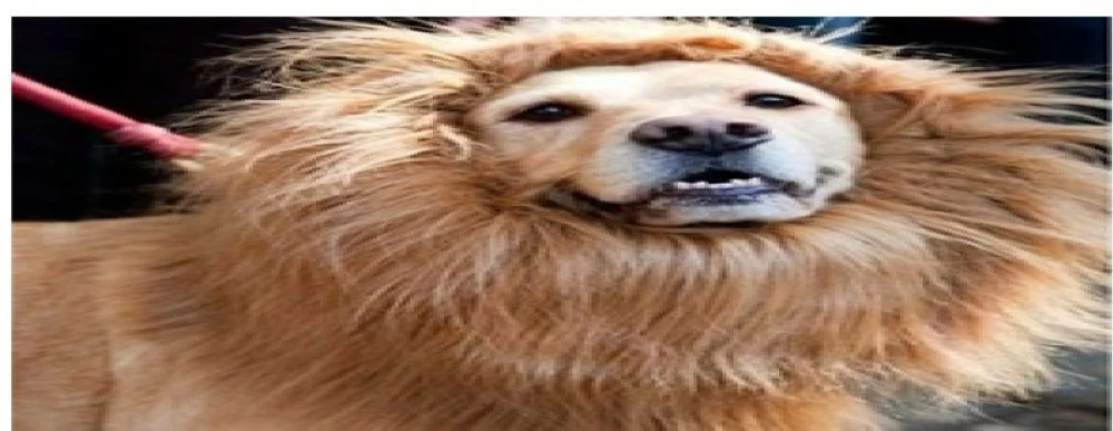 قصة شعر تحول كلباً إلى أسد يرعب أيرلندا