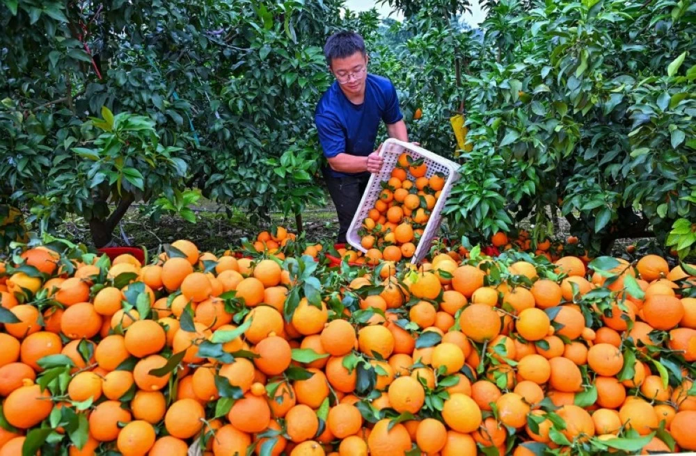 قطف الحمضيات