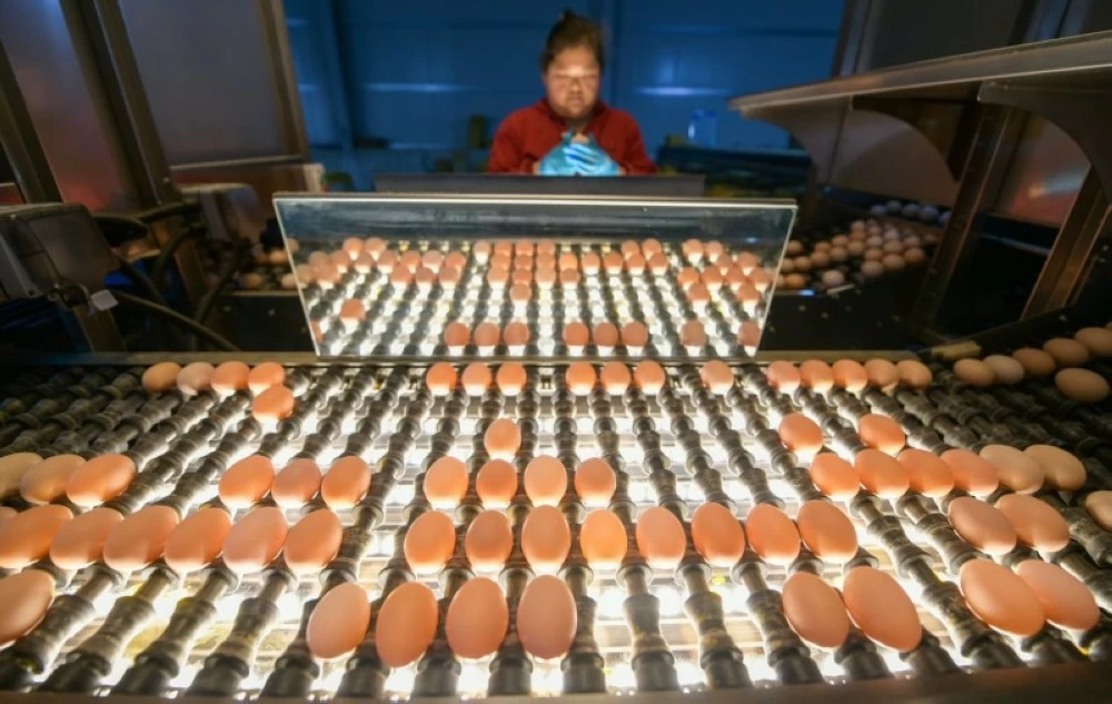 مختبرات البيض