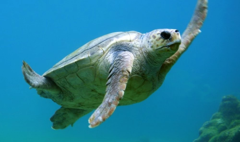 السلاحف الخضراء