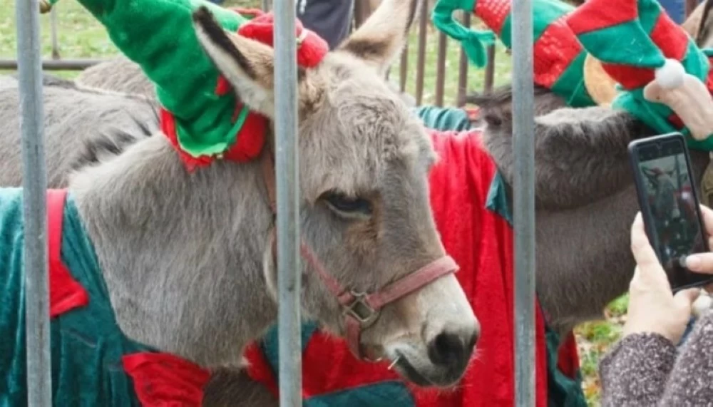 كيف ألغت الحمير حفلا بريطانياً؟