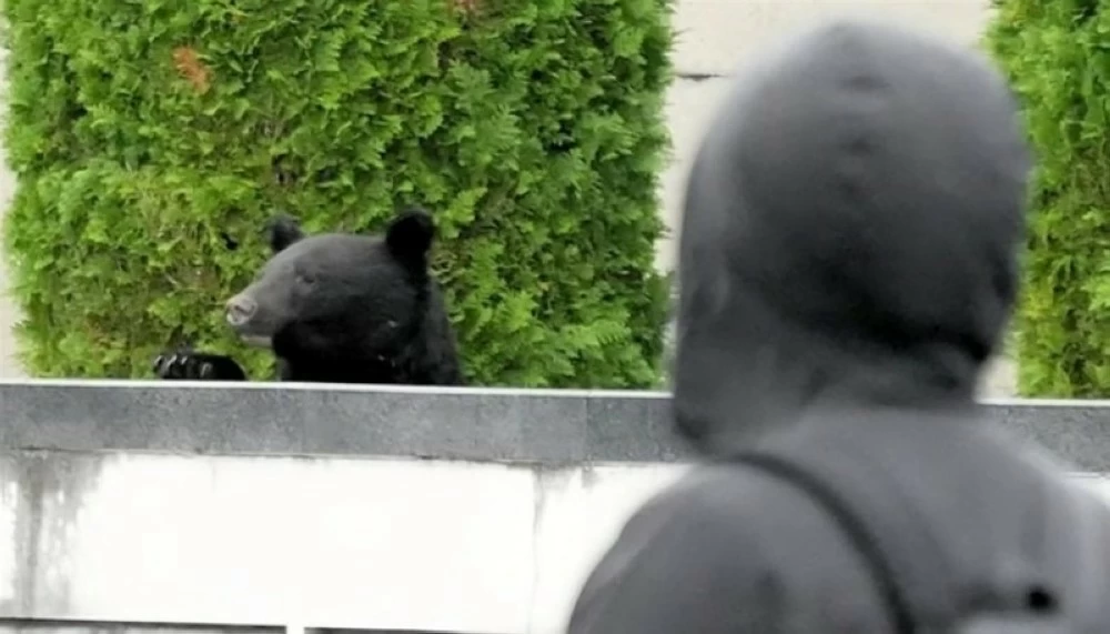 لماذا استنجدت اليابان بالجيش لمواجهة الدببة؟