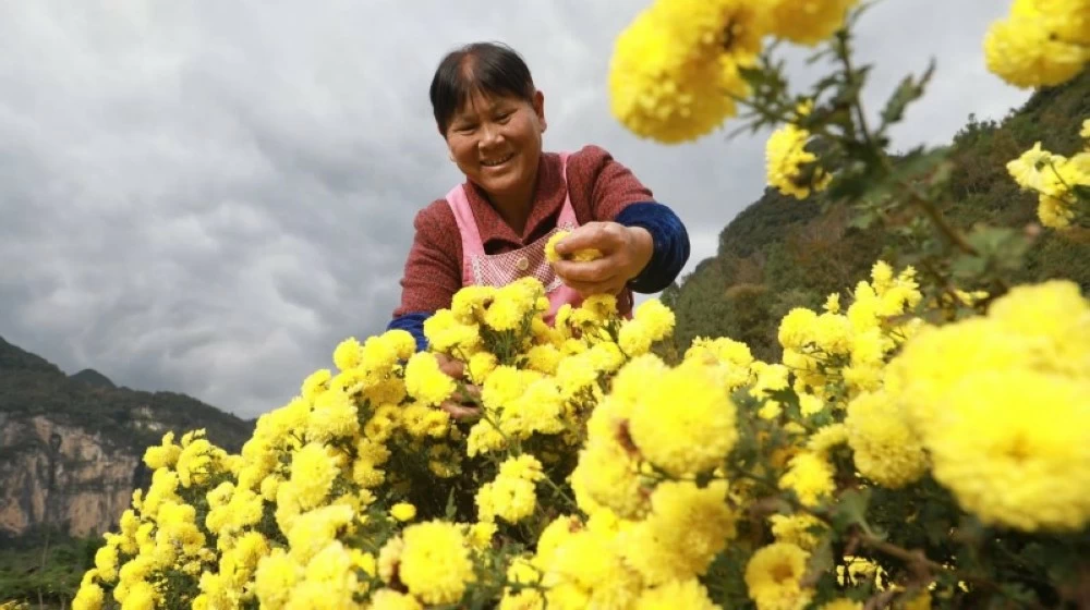 قطف الأقحوان