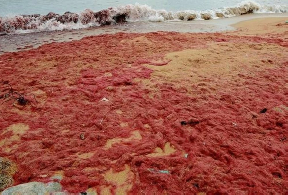 تحذير بيئي يهز ماليزيا.. «الطحالب الحمراء» تحول شواطئ بينانغ إلى منطقة محظورة