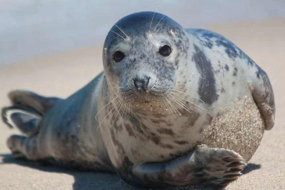 دراسة: إنفلونزا الطيور تتسبّب في نفوق آلافٍ من أفيال البحر بجنوب الأطلسي