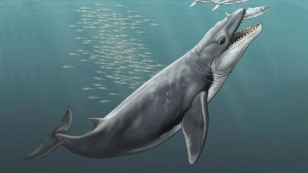 غيّر الفهم عن تطور الحيتان.. علماء يكشفون عن «وحش المحيطات القديمة»