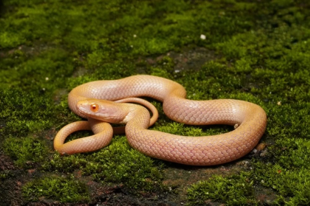 مخلوق كالخيال.. اكتشاف أول ثعبان «ألبينو» في الحياة البرية