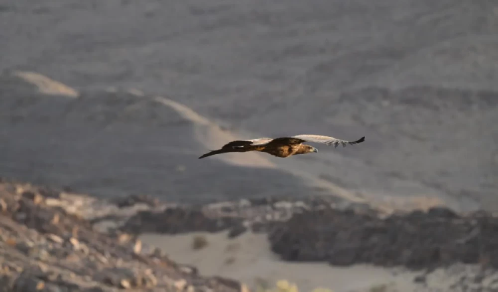 بعد 20 عاماً من الغياب.. ظهور نادر للنسر أبيض الذيل بمحمية الأمير محمد بن سلمان