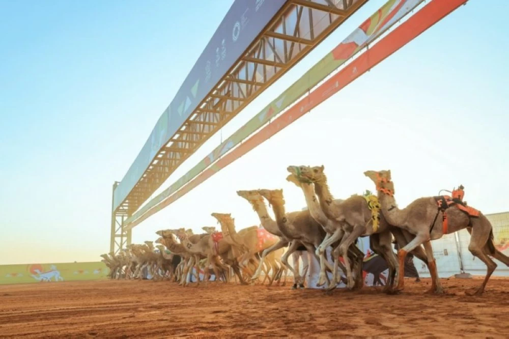 سباقات الهجن في السعودية