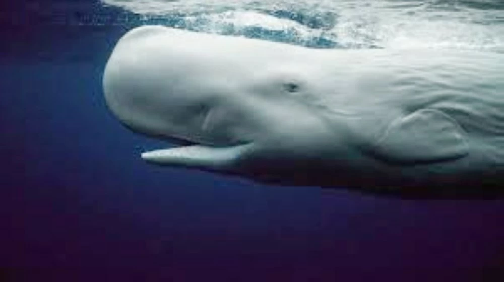 غرامات مليونية على صائدي الحيتان