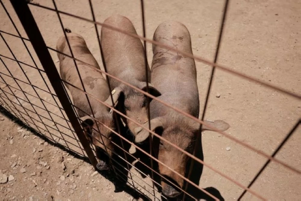 حمى الخنازير الأفريقية تضرب إسبانيا – أخبار السعودية