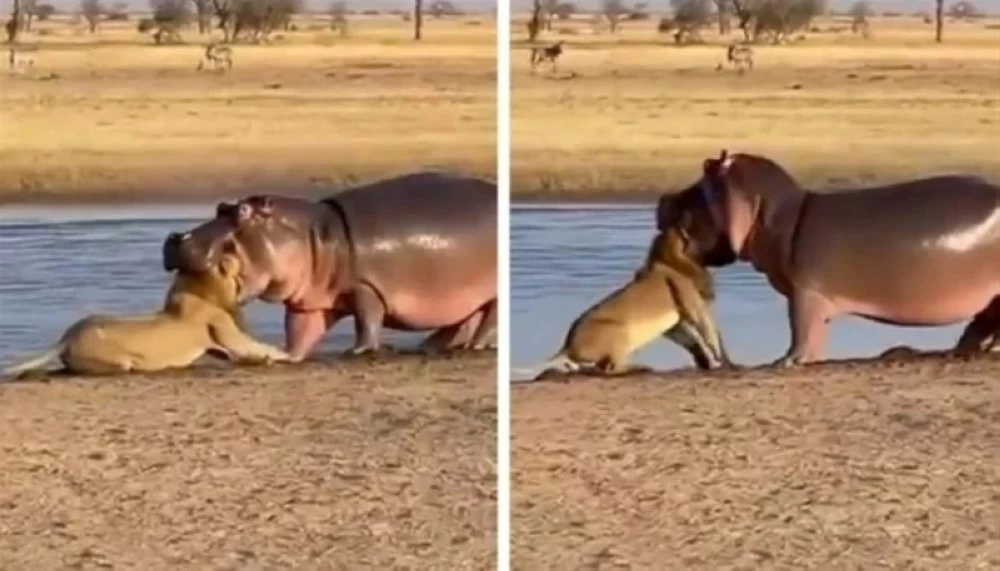 تساءل المتابعون عما إذا كان المقطع حقيقياً أم مُنشأ بالذكاء الاصطناعي.