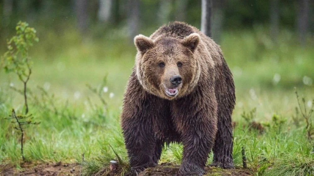 بيانات الساعة الذكية كشفت سيناريو اللحظات الأخيرة من حياة الشاب.