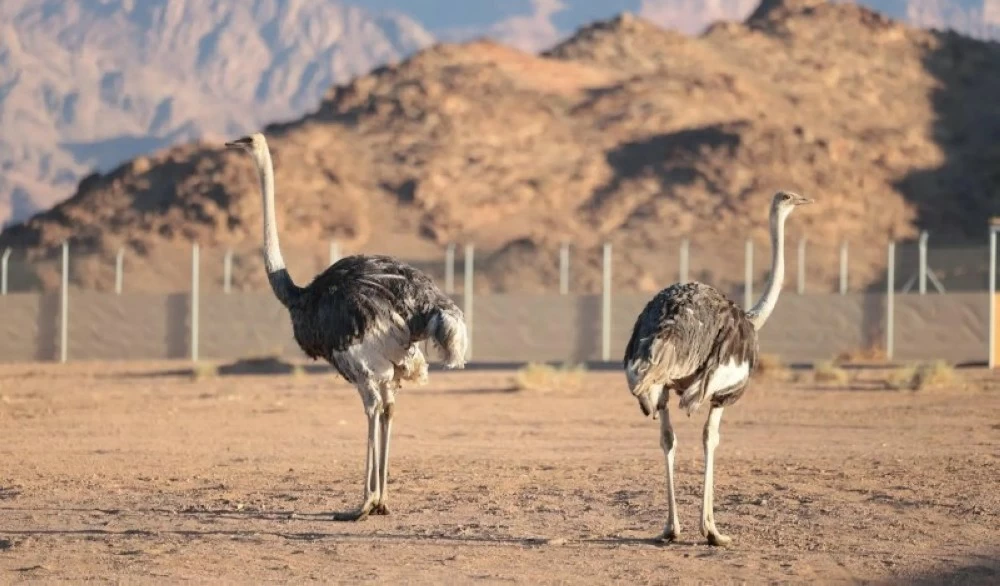 محمية الأمير محمد بن سلمان الملكية تعيد توطين طائر الجمل بعد غياب لأكثر من 100 عام. للاطلاع على 