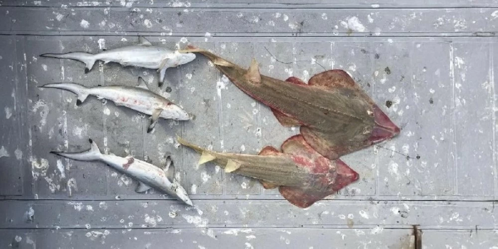 «الحياة الفطرية»: ضبط مخالفين صادوا أسماكاً محظورة