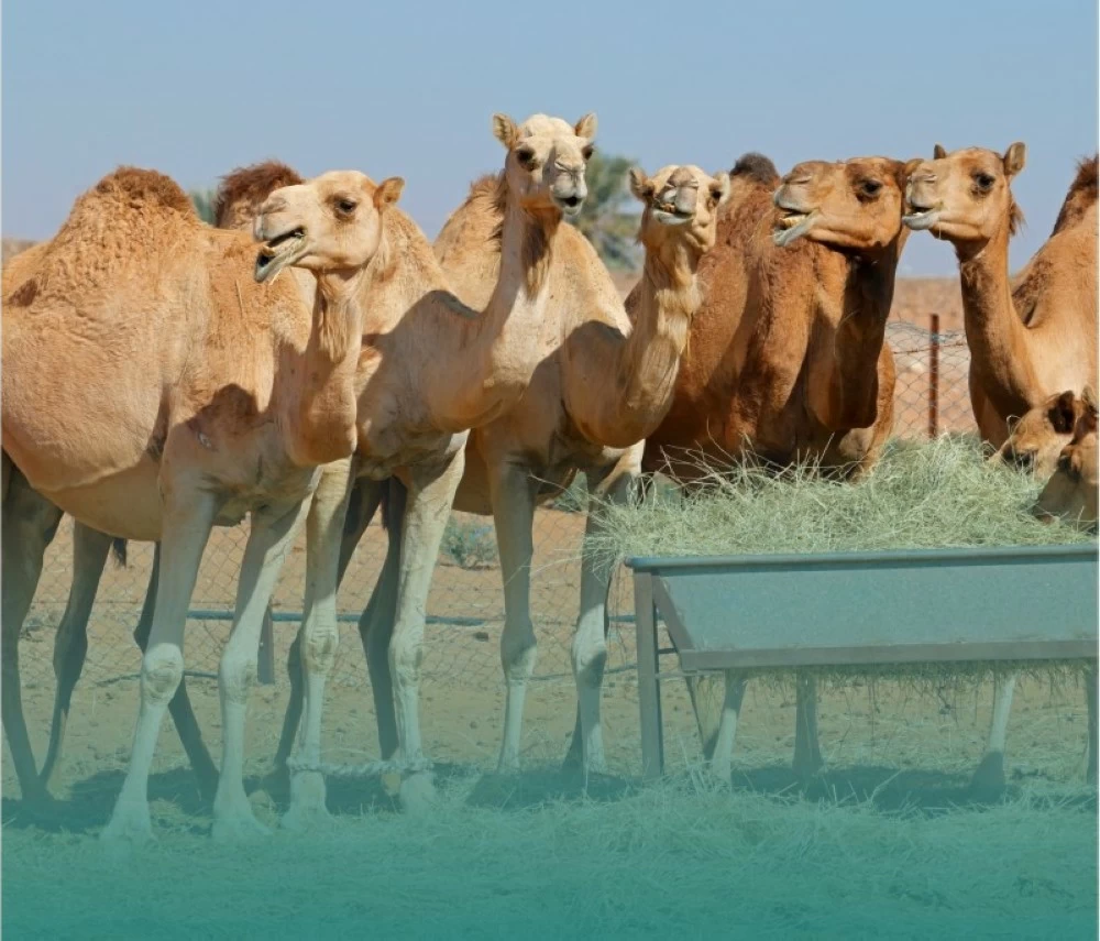 عاجل | «النيابة»: يُحظر ترك الحيوانات في غير المكان المخصص لها أو إهمالها. للاطلاع على 