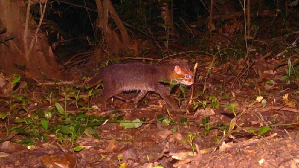 جرى توثيق ظهور القطة عبر كاميرات مراقبة نُصبت في محمية الأميرة سيريندهورن.