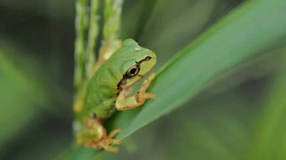 علاج للسرطان.. من أمعاء الضفادع. للاطلاع على 