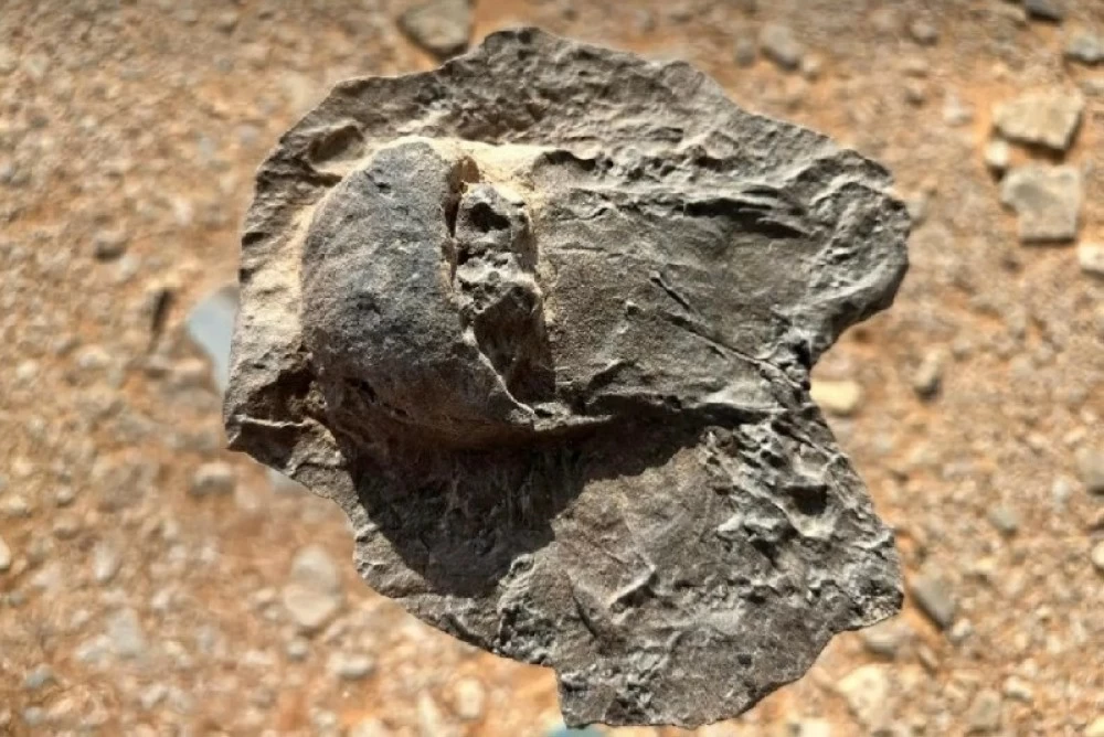 عاجل| «ملكية العُلا»:اكتشاف علمي لأحافير نادرة تعود إلى 465 مليون سنة. للاطلاع على 