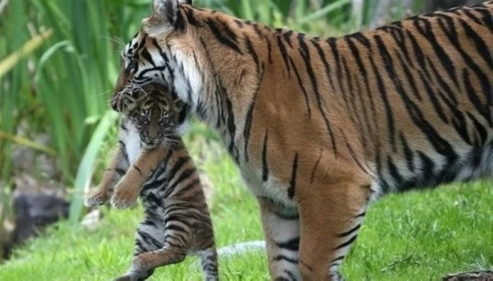 لماذا تفترس 1500 فصيلة من الحيوانات صغارها؟