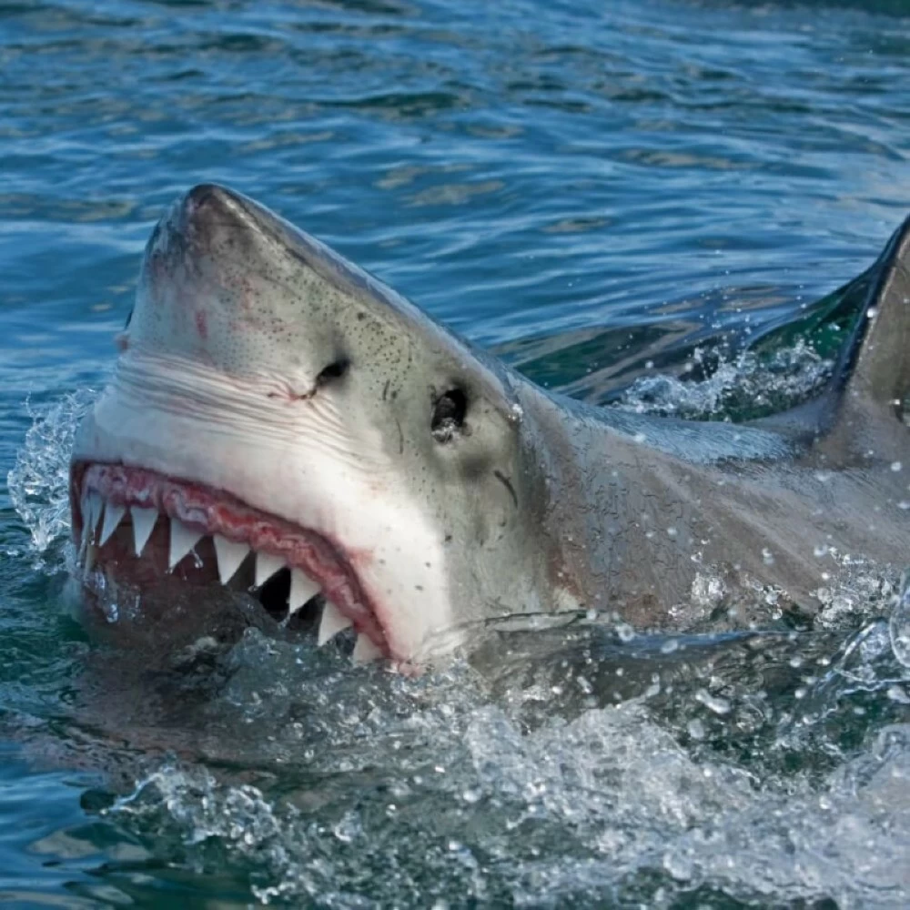 رعب في الشاطئ.. سمكة قرش تقتل سائحة أمريكية