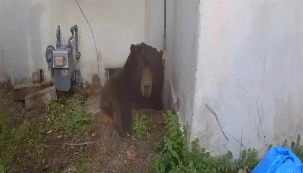 دب ضخم بمنزل عائلة في لوس أنجلوس