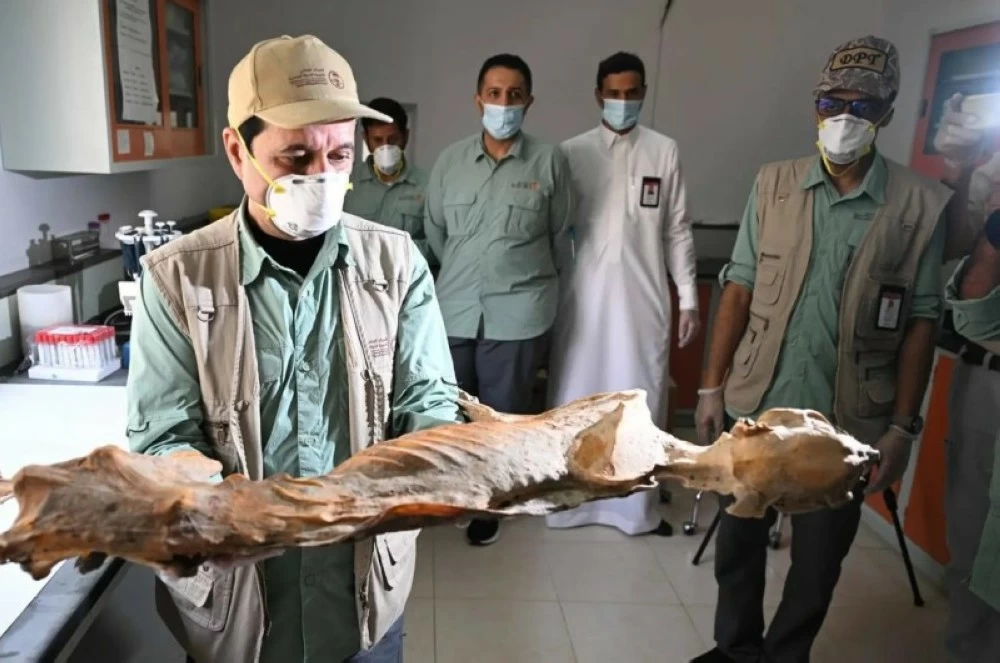 اكتشاف فهود محنطة طبيعياً في كهوف السعودية