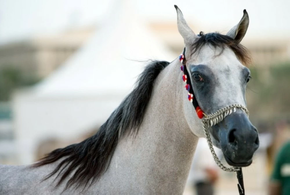 الخيول لا تحتاج عينيك.. دراسة تثبت قدرتها على شم الخوف البشري فقط