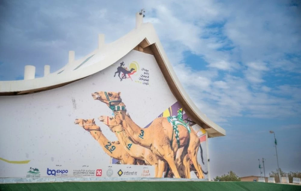 الهجن السعودية.. نمو 300% وقيمة سوقية تتجاوز ربع مليار ريال