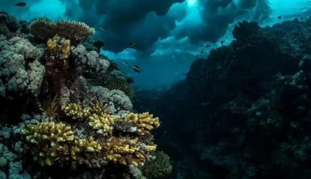 السعودية تستضيف القمة العالمية الأولى للشُّعب المرجانية نهاية العام