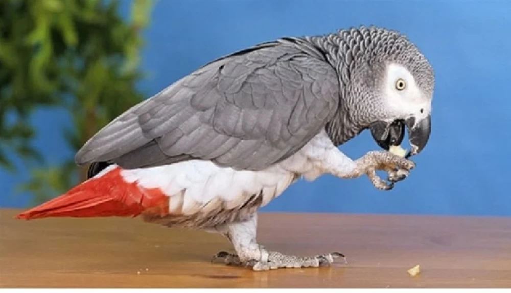 ببغاء بريطاني مفقود يظهر بعد 4 سنوات متحدثاً الإسبانية