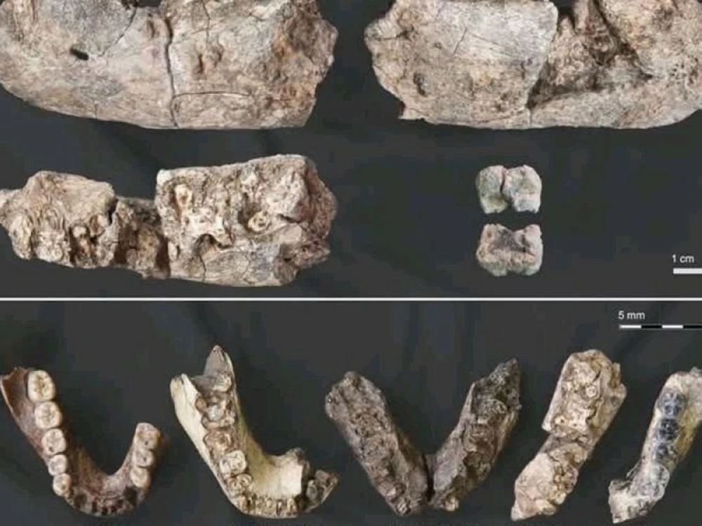 اكتشاف أحفورة بارانثروبوس تعود لـ 2.6 مليون عام في إثيوبيا. للاطلاع على 