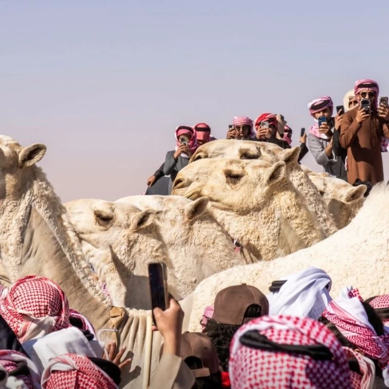 فحوص الدم تُسقط نتائج شوط شلفا ولي العهد