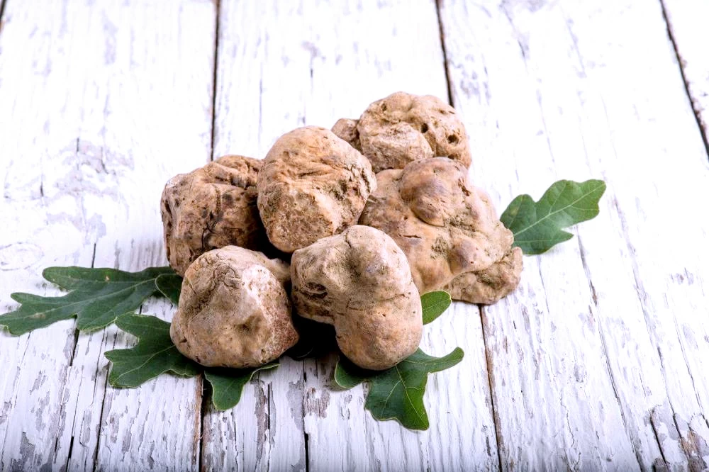 فوائد الفقع: