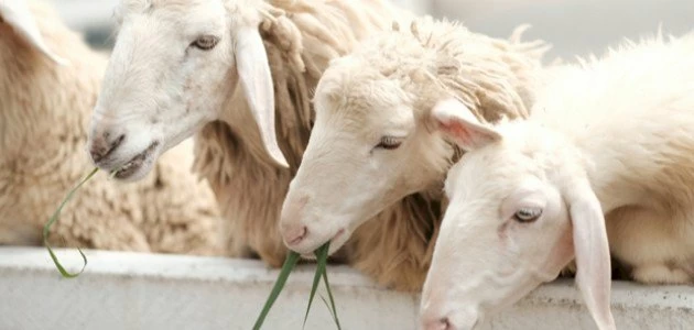 الرفق بالأضحية بين العبادة وجودة اللحم