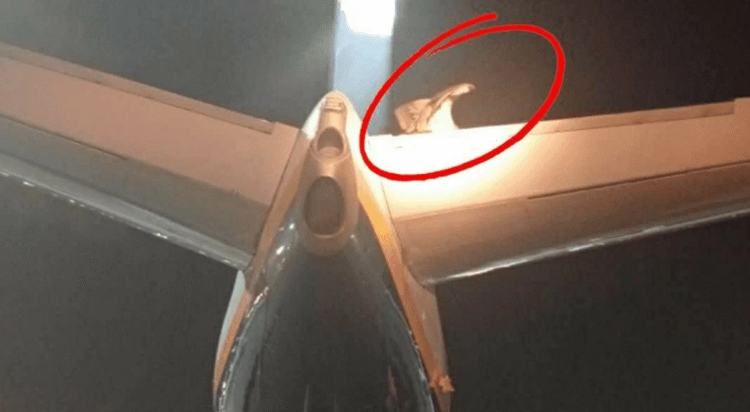 نسر عملاق يحتل جناح طائرة ويؤجل إقلاعها لساعات في كريت اليونانية