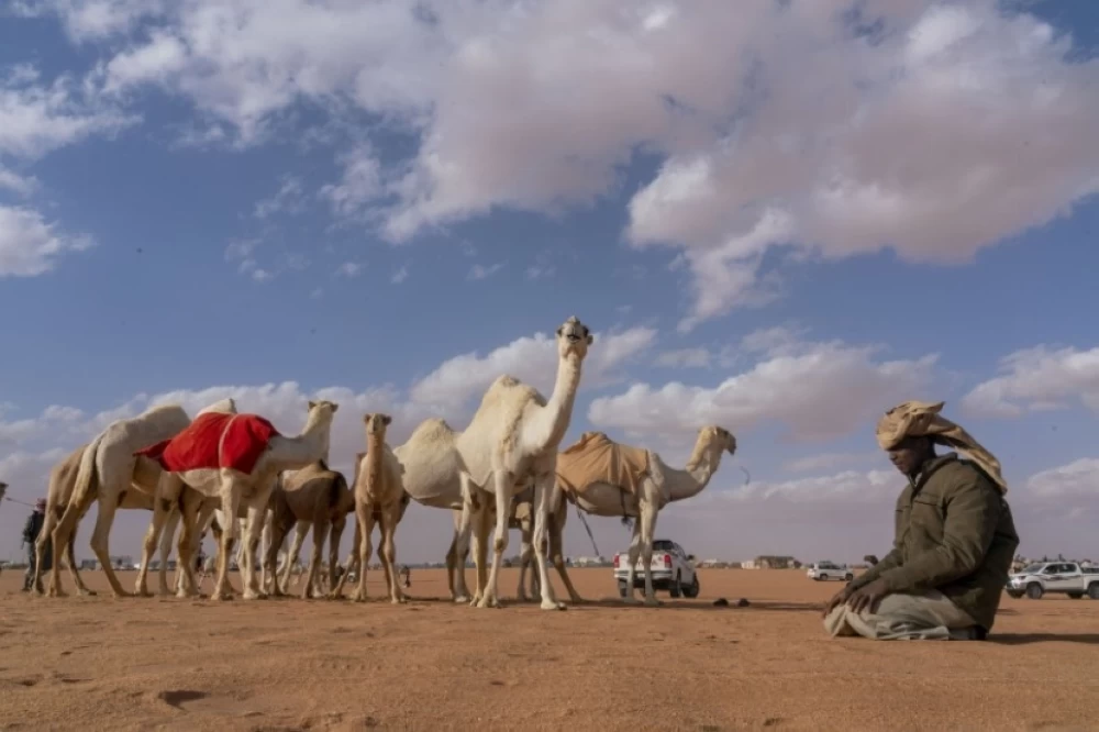 ضوابط لبيع وشراء الابل