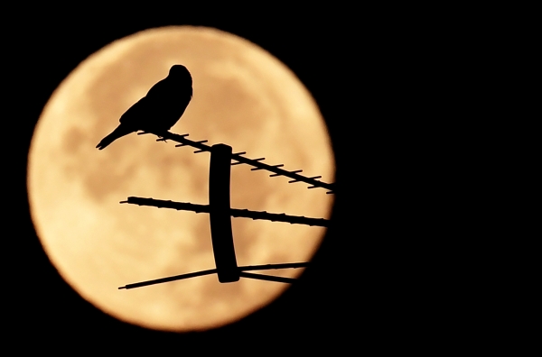 A birds stands on an antenna as the full moon sets early on November 25, 2016 in Rome. This 'Extra Supermoon' appears 14% bigger and 30% brighter than usual and this is the closest it's come to earth since 1948. The moon is 14% closer to earth than its farthest point or apogee, and will not come this close to earth again, until 34 years from now. / AFP / TIZIANA FABI
