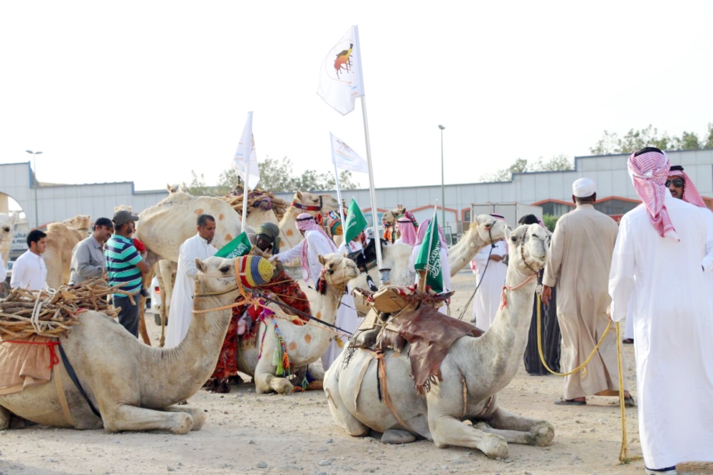 الإبل محملة بالزاد قبل انطلاق القافلة في رحلة الحدرة. (عكاظ)