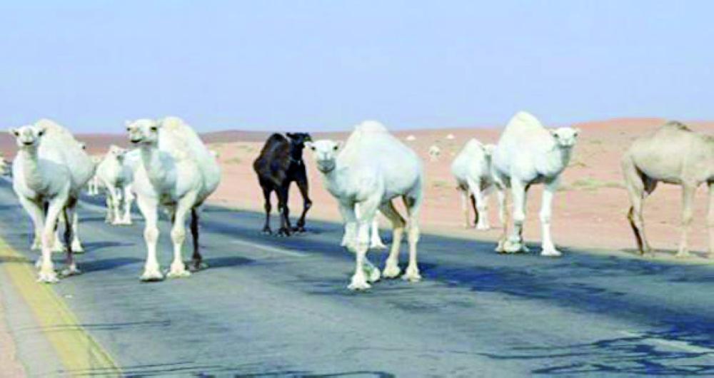 



الإبل السائبة تسرح في الطريق العام.