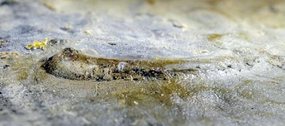 حفرية العين الأقدم في العالم (سبوتنك)