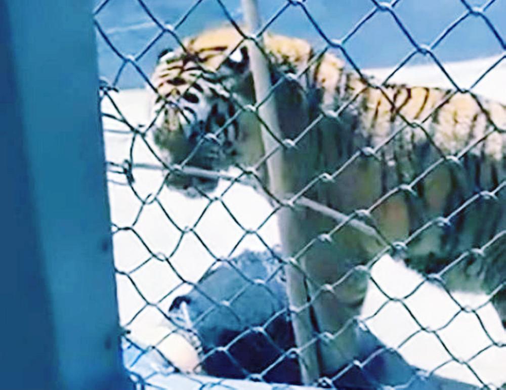 Нападение хищного города. Тигр в зоопарке растерзал. Нападения тигров на людей.