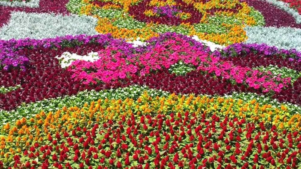 إنشاء أضخم سجادة زهور بـ مهرجان ورد الطائف 14 أخبار السعودية صحيفة عكاظ