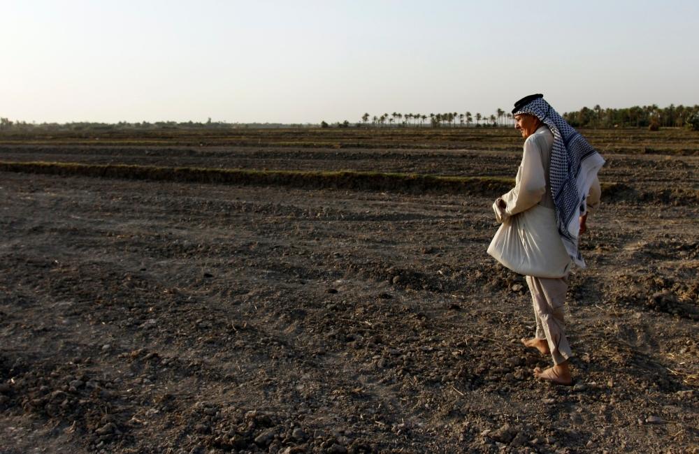 أرز العنبر كنز زراعي عراقي ضحية الجفاف أخبار السعودية صحيفة عكاظ