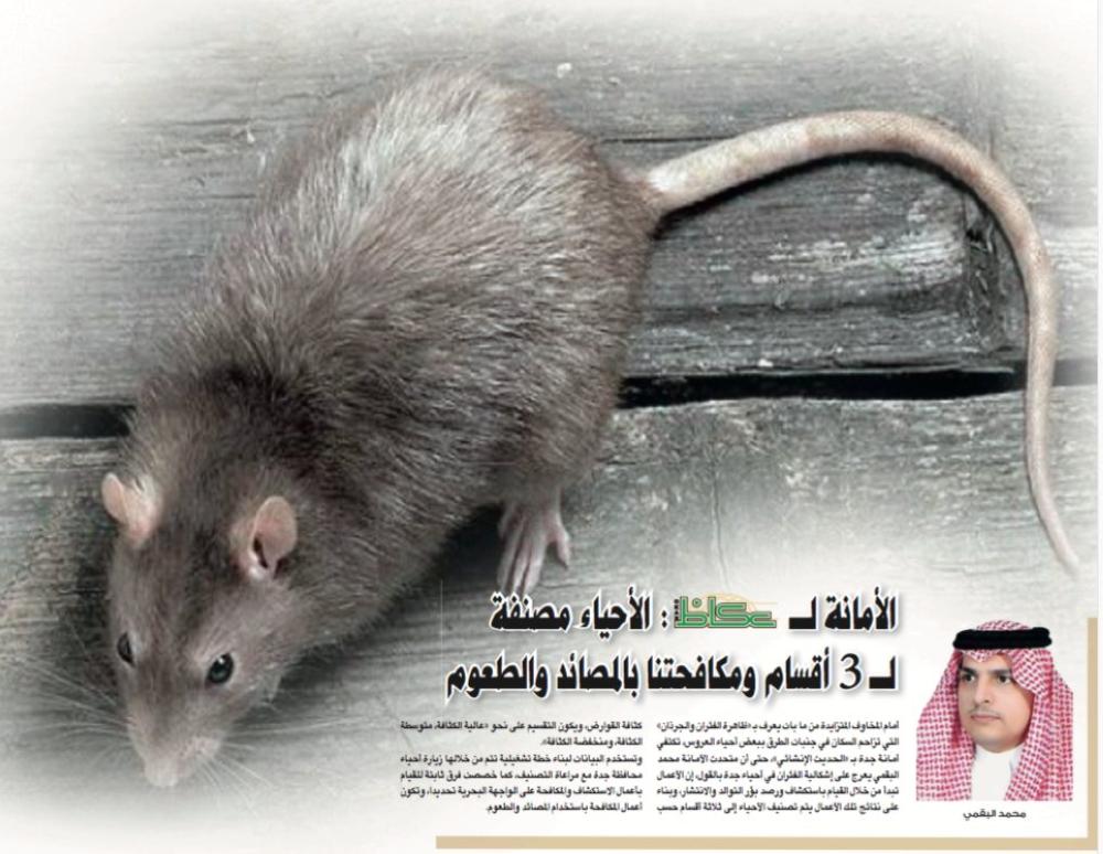 



تقرير سابق لـ «عكاظ» عن انتشار الفئران في بعض أحياء جدة. 