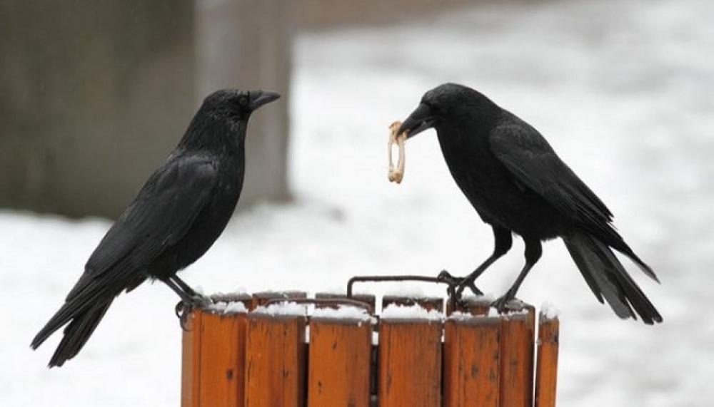 ستعمل الغربان على جمع القمامة مقابل الحصول على طعام