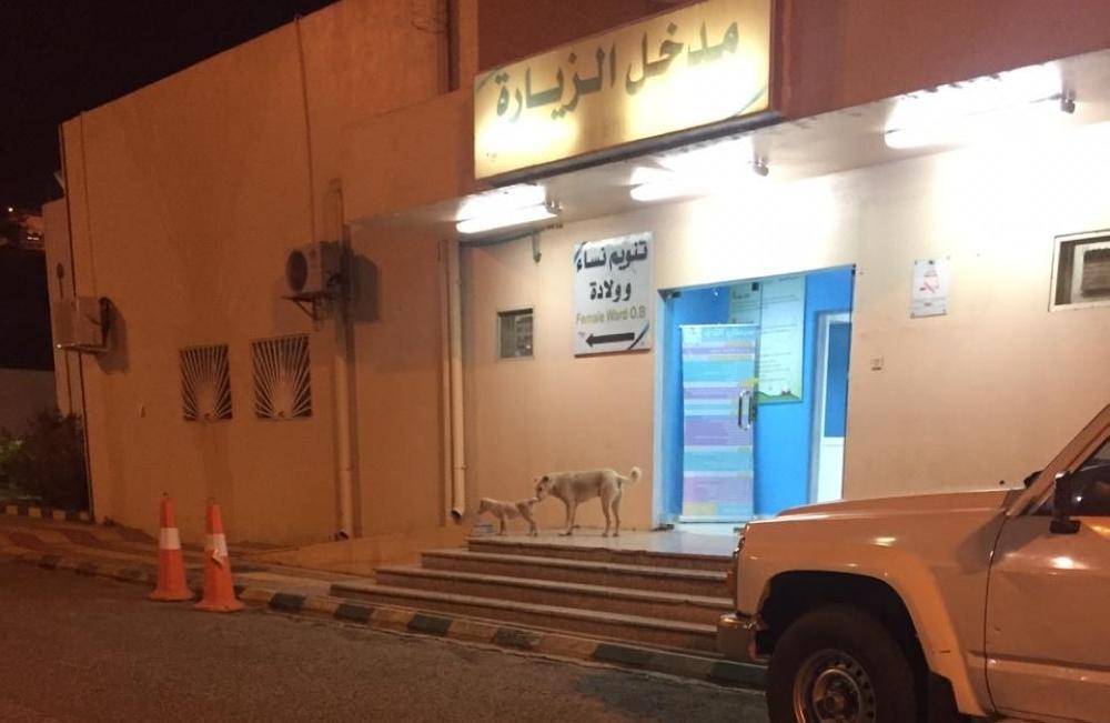 الكلاب الضالة تحرس مستشفى العليا وهيئة صحة بيشة تعتذر (أخبار السعودية ، صحيفة عكاظ).