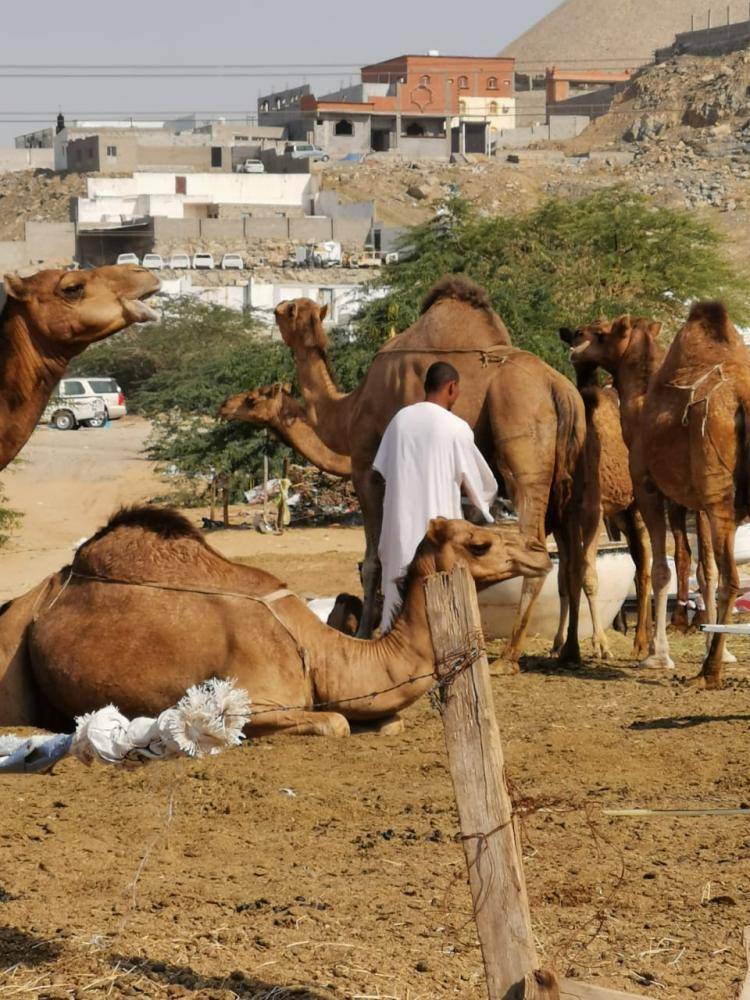 حظيرة للإبل تجاور منازل شرقي جدة.